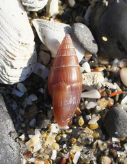 Mitrella impolita