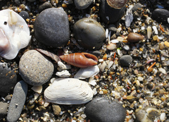 Mitrella impolita