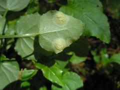 Puccinia circaeae-caricis
