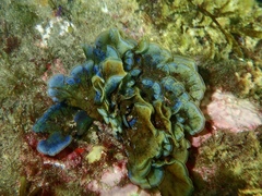 Lobophora variegata