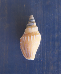 Doxander japonicus