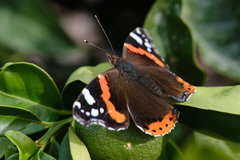 Vanessa atalanta