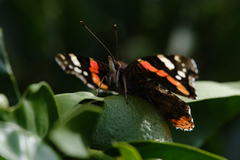 Vanessa atalanta