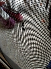 Vespoidea