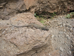 Gallotia caesaris gomerae