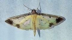 Eulepte gastralis