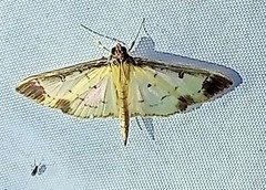 Eulepte gastralis