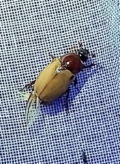 Cyclocephala melanocephala