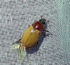 Cyclocephala melanocephala