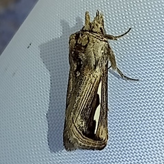 Didugua argentilinea