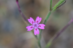 Velezia rigida