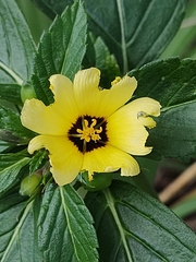 Turnera subulata