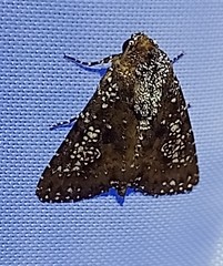 Condica pagetophagus