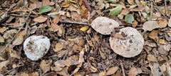 Amanita novinupta