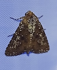 Condica pagetophagus