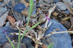 Velezia rigida