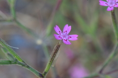 Velezia rigida