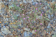 Velezia rigida