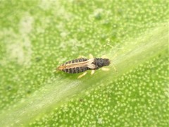 Heliothrips haemorrhoidalis