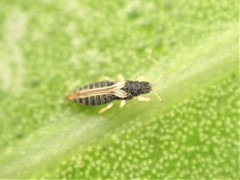 Heliothrips haemorrhoidalis