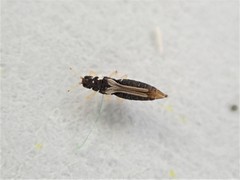 Heliothrips haemorrhoidalis