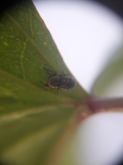 Tacuna delecta