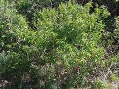 Cestrum laevigatum