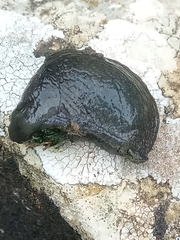 Milacidae
