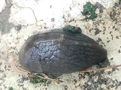 Milacidae