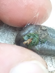 Milacidae