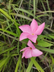 Mandevilla novocapitalis