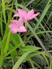 Mandevilla novocapitalis
