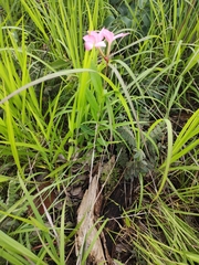 Mandevilla novocapitalis