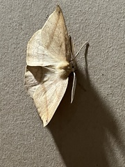 Syncirsodes straminea