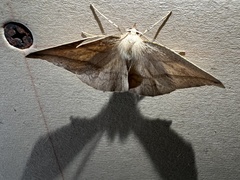 Syncirsodes straminea