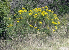Senecio linifolius
