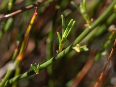 Crocanthemum aldersonii