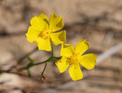Crocanthemum aldersonii