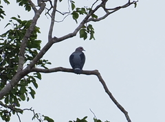 Ducula pinon