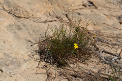 Crocanthemum aldersonii