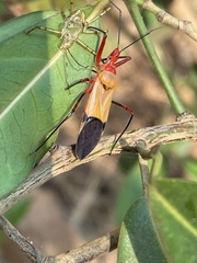 Pseudophonoctonus