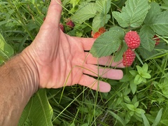 Rubus × loganobaccus