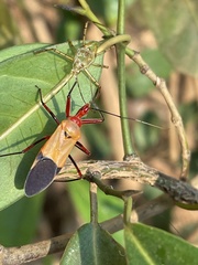 Pseudophonoctonus