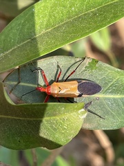 Pseudophonoctonus