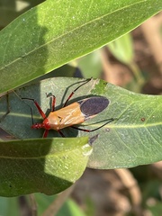 Pseudophonoctonus