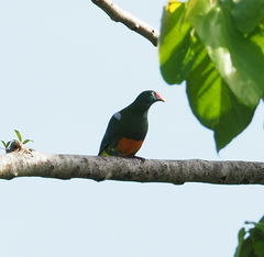 Ptilinopus insolitus