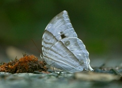 Zeuxidia aurelius