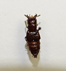 Oxyporus mannerheimii