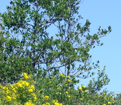 Pterocelastrus tricuspidatus