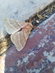 Hemileuca rubridorsa